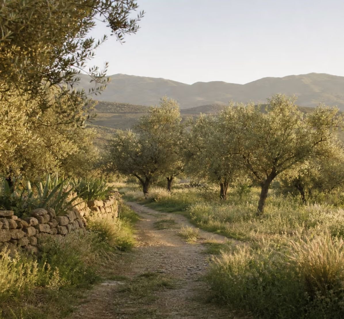 Sentier entre les oliviers